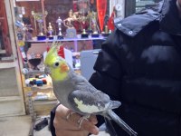 Alışkın sultan papağanı sevimli uysal