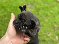Yeni french bulldog yavrular