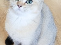 Golden british shorthair yavrular