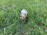 Anatomi harikası dişi french bulldog yavrumuz