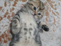 Minik scottish fold kaplanlar
