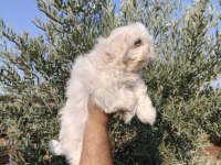 Shih tzu yavruları