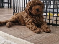 Kıvır kıvır dark brown poodle yavrular