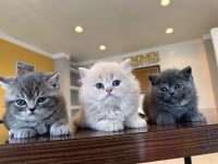 Yavru Çok Tatlı British Longhair Yavrular Dişi Erkek