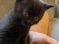 Ücretsiz verilecek scottish fold