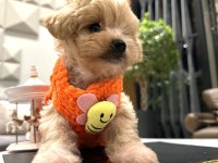 Tatlı mı tatlı maltipoo bebişler