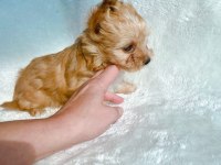 Safkan antiallerjik morkie yavrularımız