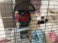 2 Aylık French Bulldog