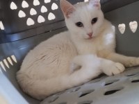 ÜCRETSİZ 6 YAŞINDA KISIR DİŞİ VAN KEDİSİ