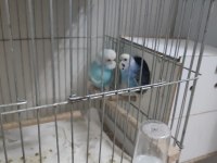 Kuşların bütün hepsi kafesleri ile beraber satılıktır