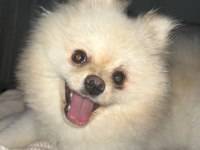 Dişi 6 Aylık Pomeranian