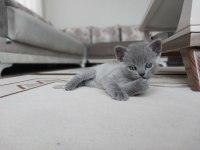British shorthair cinsi yavrularımız yeni evlerini arıyor