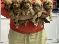 Maltipoo Bebekler