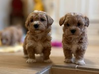 Maltipoo Yavrularımız