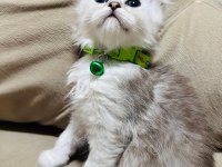 Anne baba şecereli çok kaliteli british longhair