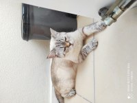 British shorthair yavrular