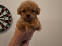 Toy Poodle Yavrularım Sağlık Ve Irk Garantilidir