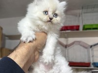 A kalite Top Kafa Dişi British Longhair Yavrumuz