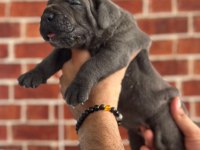 Dev Cane Corso Yavrular