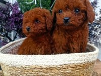 KORE RED BROWN SAFKAN TOY POODLE YAVRULAR