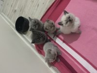 2 Aylık British Shorthair Yavrular