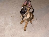 4.5 aylık belçika kurdu malinois ücretli sahiplendirme