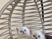 British Shorthair lynx point Show kalite