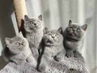 Ayıcık Peluş British Shorthair Yavrular