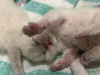 British longhair birbirinden güzel bebekler
