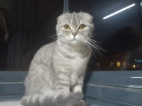 Bursa içi sahiplendirilecek scottish fold