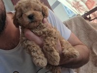 Minik toy poodle yavrumuz