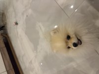 Pomeranian boo