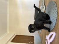 Ankara 2.5 aylık scottish fold kedime yuva arıyorum
