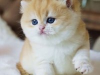Yuvarlak Hatlı Safkan Golden British Shorthair 