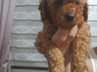 Ev ortamı poodle bebekler