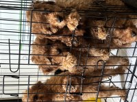 Mükemmel Renge Sahip Evinizin Neşesi olacak poodle köpekler