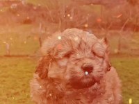 Maltipoo harika pofuduk yavrularımız