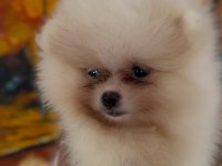 Mersin orjinal pomeranian boo yavrular