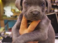 Blue cane corso bebekler yeni yuvalarını bekliyorlar