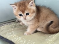 Çok özel ny12 golden british shorthair yavrularımız