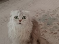 Scottish longhair Silver dişi kedimi sahiplendiriyorum