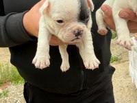 A Kalite Bulldog Bebekler