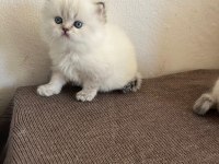 POFUDUK Dişi ve Erkek Mavi Gözlü Bebek Kediler
