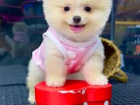 Gerçek Minyatür Pomeranian Boo Yavruları