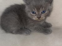 Yavru scottish fold kedilerimiz yeni yuvalarını bekliyor