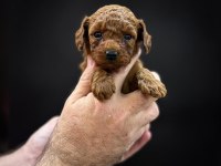 Orjinal toy poodle yavrular