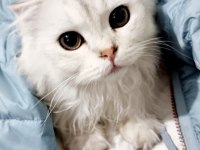 British longhair ve scottish fold longhair