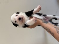 Şampiyon soy şecereli annenin 4 Dişi 1 Erkek Border Collie