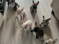 Mükemmel French Bulldog Yavrular Hazır