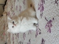 British Longhair Silver